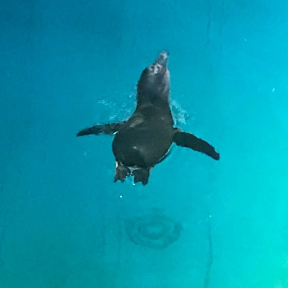 Meet your Posher, Young - Picture 1 of 1